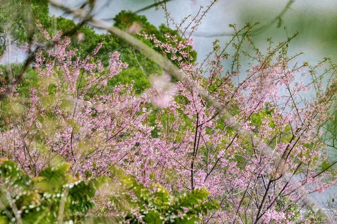【网络中国节·春节】藏在城区的春色!长乐这一处樱花迎来最美花期